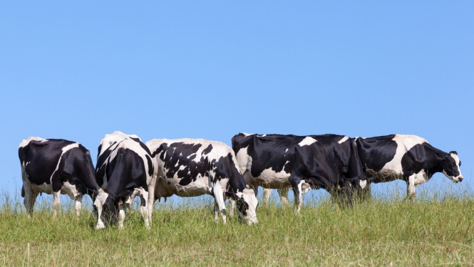 Apstiprināts pārejas posma valsts atbalsts vaislas lauksaimniecības dzīvnieku ierakstīšanai ciltsgrāmatā