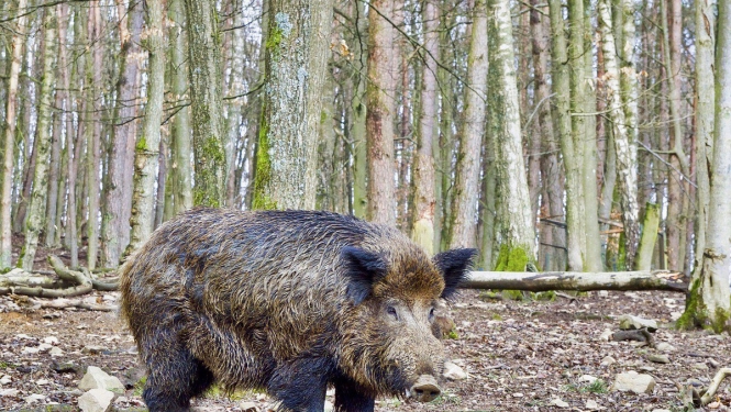 Veiktas izmaiņas Āfrikas cūku mēra riska zonu teritorijā
