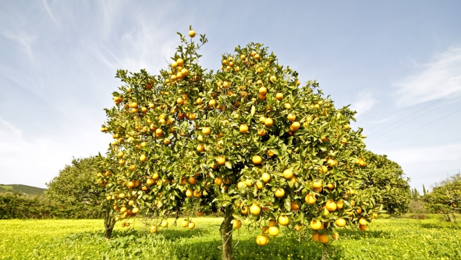 Grozīti augļu koku un ogulāju pavairošanas materiāla aprites un šķirņu saraksta veidošanas noteikumi