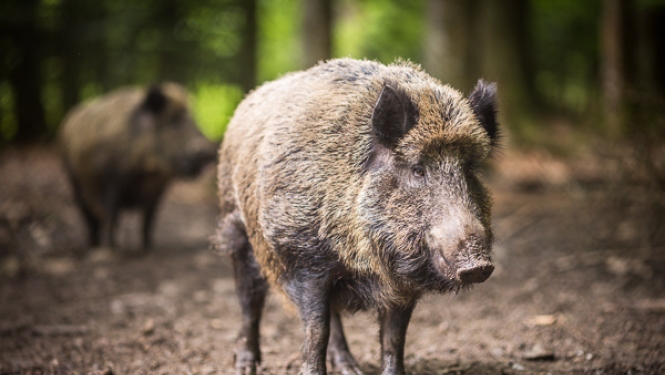 Grozīta Āfrikas cūku mēra riska zonu teritorija