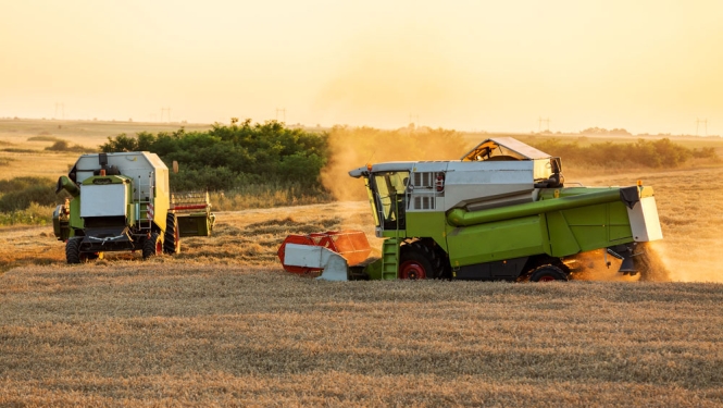 Turpmāk varēs sertificēt arī velna auzas sēklu