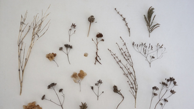 Latvijas Dabas muzejs kļūs par nacionālas nozīmes muzeju