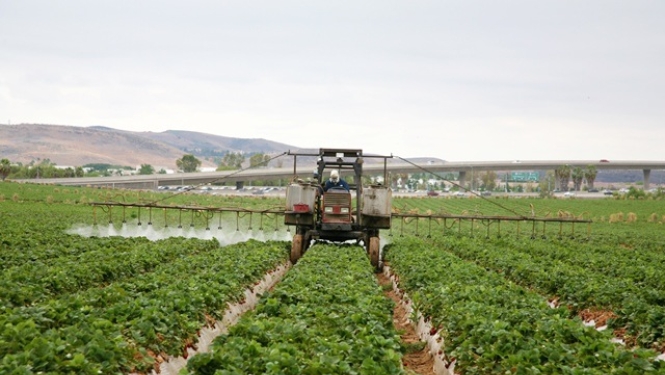 Veiktas izmaiņas augu karantīnas noteikumos