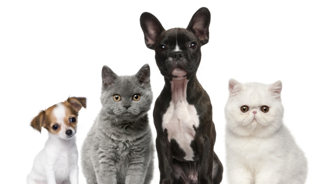 Apstiprināti jauni noteikumi par mājdzīvnieku audzētāju organizāciju reģistrēšanu