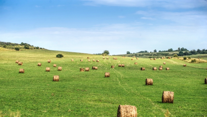 Krīzes vadības padomes sēdē lems par situāciju lauksaimniecības sektorā