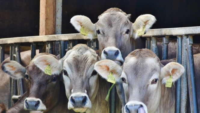 Jauni noteikumi arī slaucamo govju un slaucamo kazu pārraudzībai un snieguma pārbaudei
