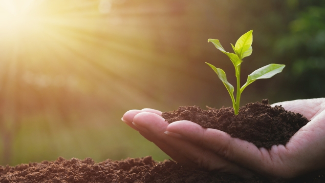 Uzlabos selekcionāru tiesību īpašnieku atlīdzības iegūšanu