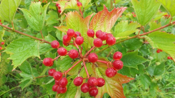 Papildināti lauksaimniecības produktu integrētās audzēšanas noteikumi