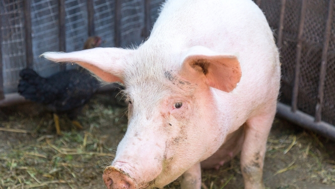 Veiktas izmaiņas Āfrikas cūku mēra riska zonu teritorijā