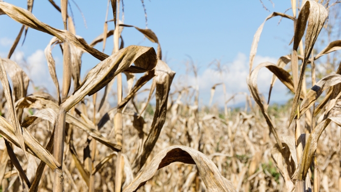 Valsts atbalstīs sausuma radīto zaudējumu apdrošināšanu