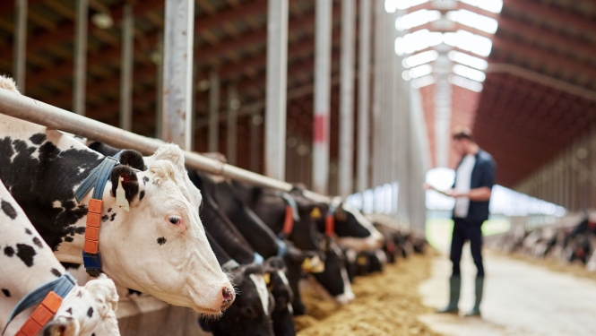 Lauksaimniecības un akvakultūras dzīvnieku reģistrs kļūs informatīvāks