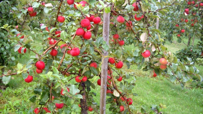 Paplašinās atbalsta iespējas ražotāju organizācijām