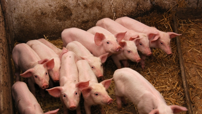 Paredz finanšu līdzekļus Āfrikas cūku mēra uzraudzības un izplatības ierobežošanas nodrošināšanai