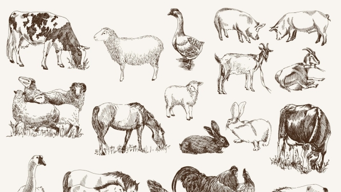 Jauni noteikumi par pārraudzību un snieguma pārbaudi aitām, cūkām, gaļas kazām un trušiem