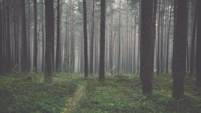 Apstiprināts 2018. gada valsts atbalsts meža nozares attīstībai