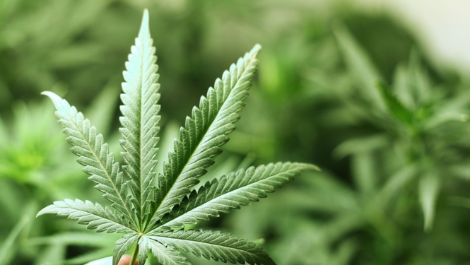 Lems par narkotiku kontroles politikas attīstības līdzšinējā kursa maiņu