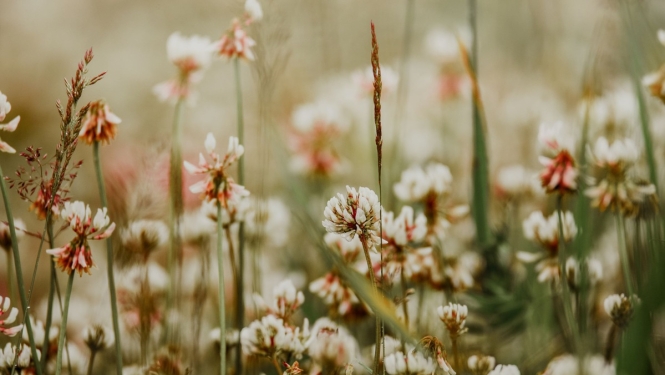 Sēklu un šķirņu aprites likumā tiks noteikta administratīvā atbildība