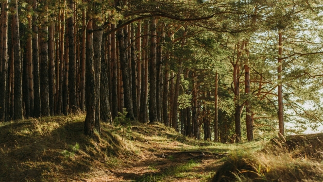 Izmaiņas Meža likumā ļaus novērst problēmas ar dalīto īpašumu
