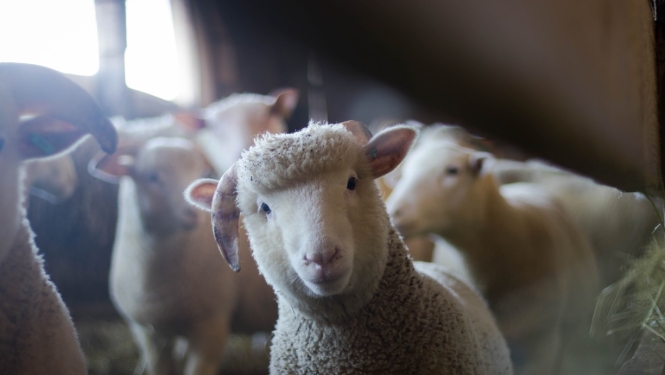 Pārraudzība un snieguma pārbaude būs jāveic visiem vienas novietnes gaļas liellopiem