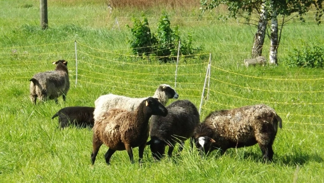 Apstiprināts valsts atbalsts lauksaimniecībai 2018. gadam