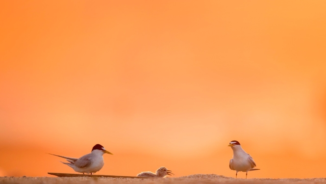 Grozījumi noteikumos ļaus putnu gripas konstatēšanas gadījumā reaģēt strauji