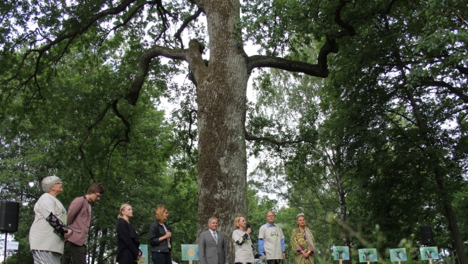 Līdz Latvijas valsts simtgadei aicina saskaitīt Latvijas dižkokus