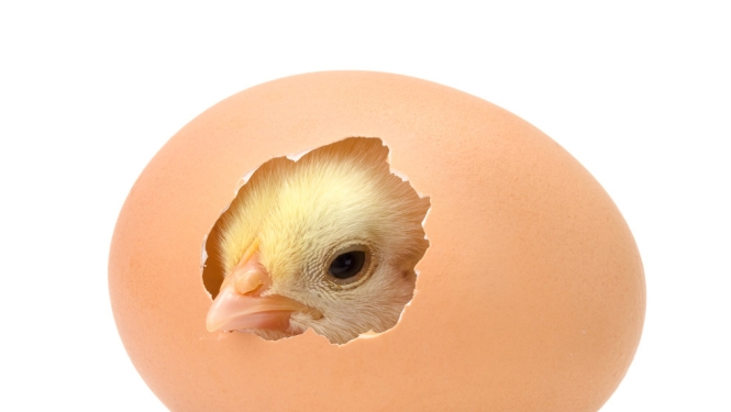 Valdība piešķir finansējumu Ukrainas izcelsmes olu uzraudzībai un kontrolei