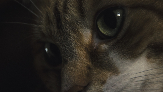 Pasākumu ar dzīvnieku piedalīšanos rīkošanas vietu nevajadzēs reģistrēt LDC novietņu reģistrā