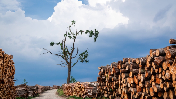 Covid-19 krīzes skartās atzītās mežsaimniecības pakalpojumu kooperatīvās sabiedrības varēs saņemt valsts atbalstu