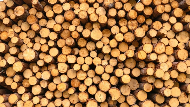 VARAM: Jaunais regulējums novērsīs radioaktīvas koksnes ievešanu Latvijā