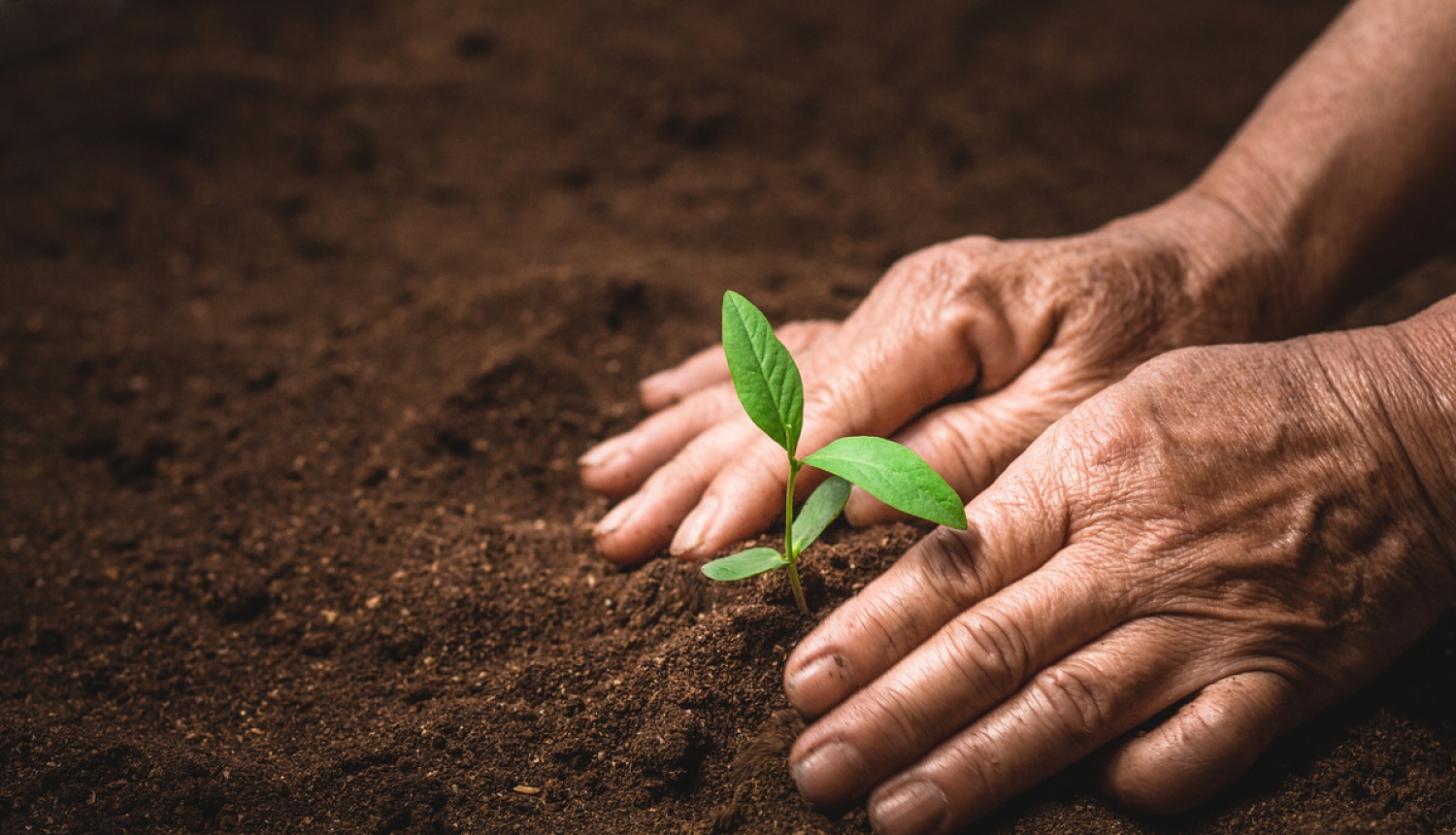 Precizētas prasības eļļas augu un šķiedraugu sēklaudzēšanai