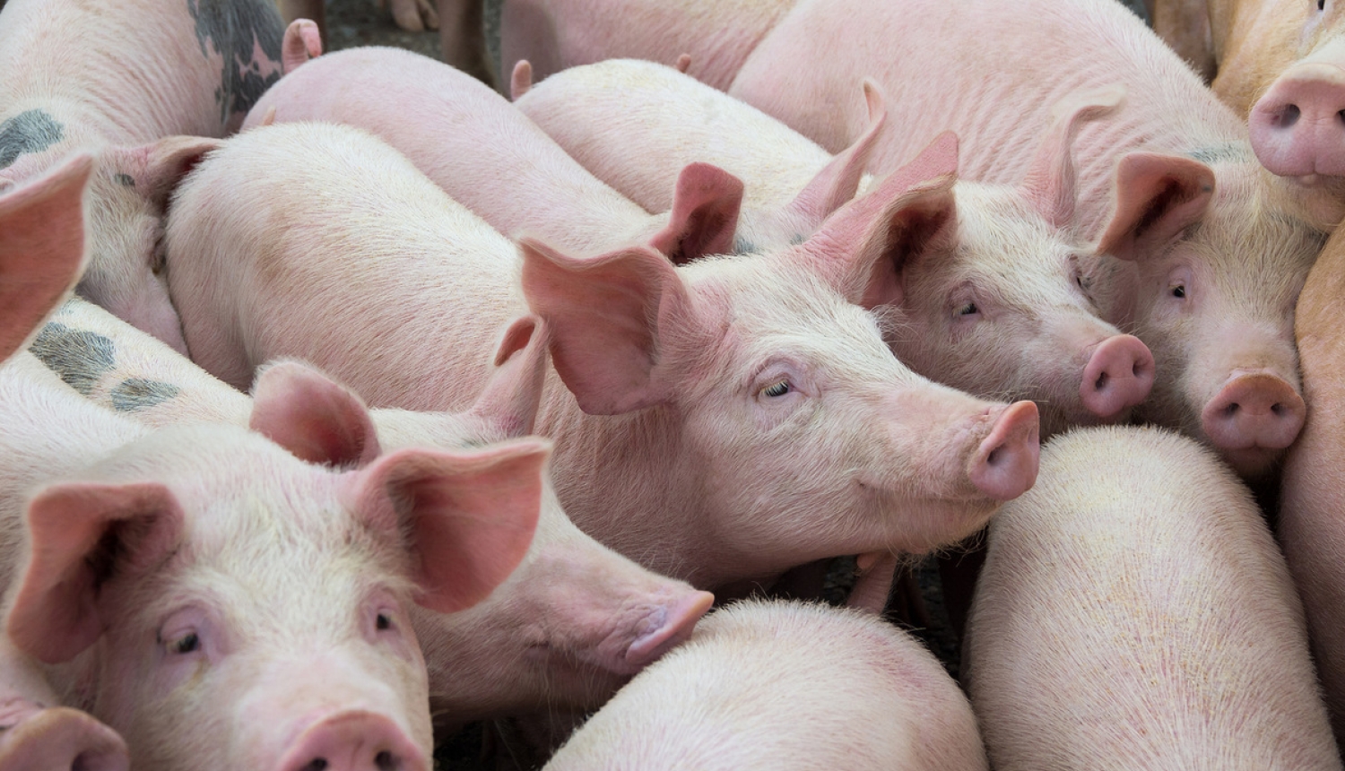 Precizēta ĀCM riska zonu teritorija Latvijā, Lietuvā, Polijā un Čehijā