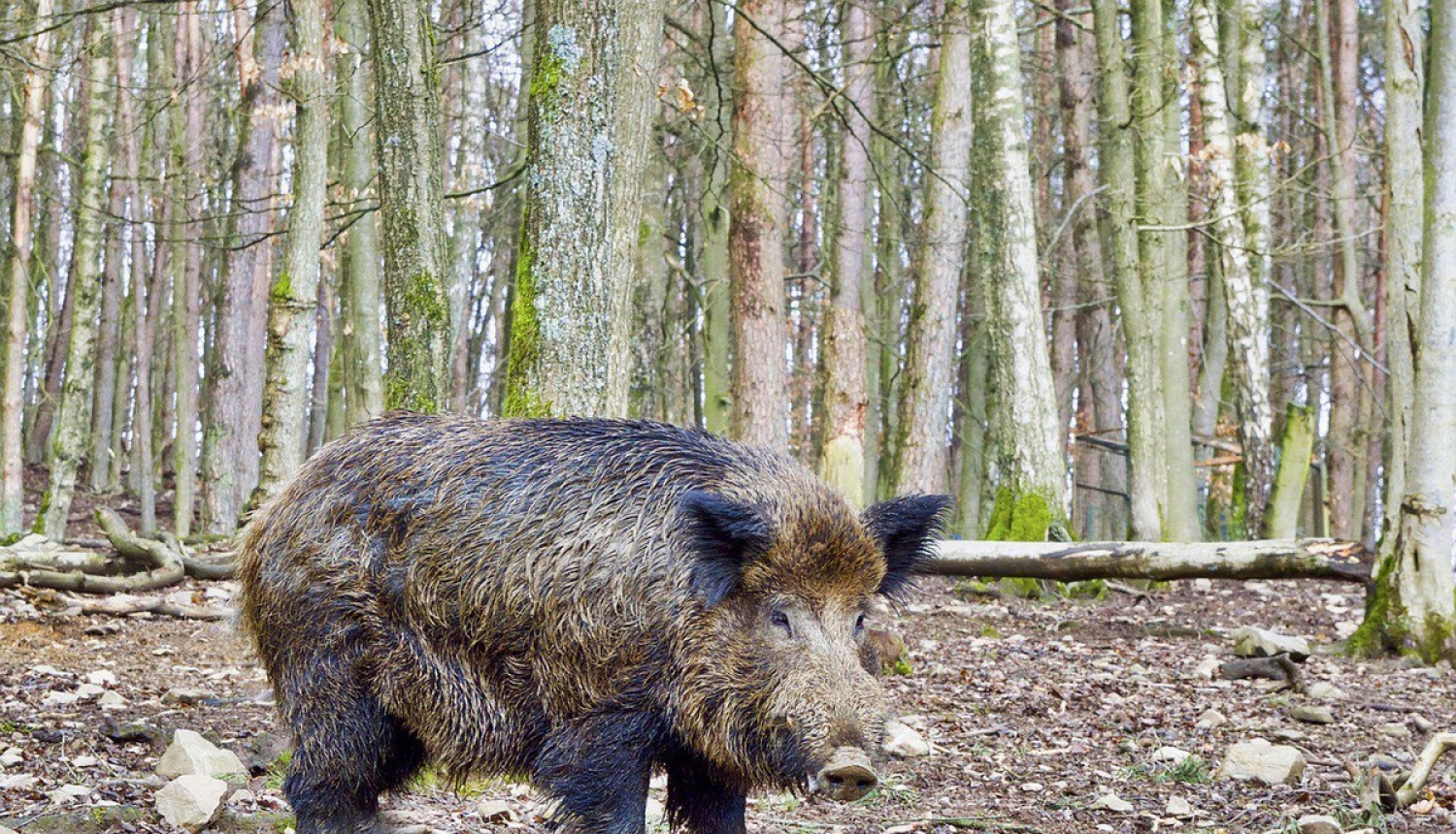 Veiktas izmaiņas Āfrikas cūku mēra riska zonu teritorijā
