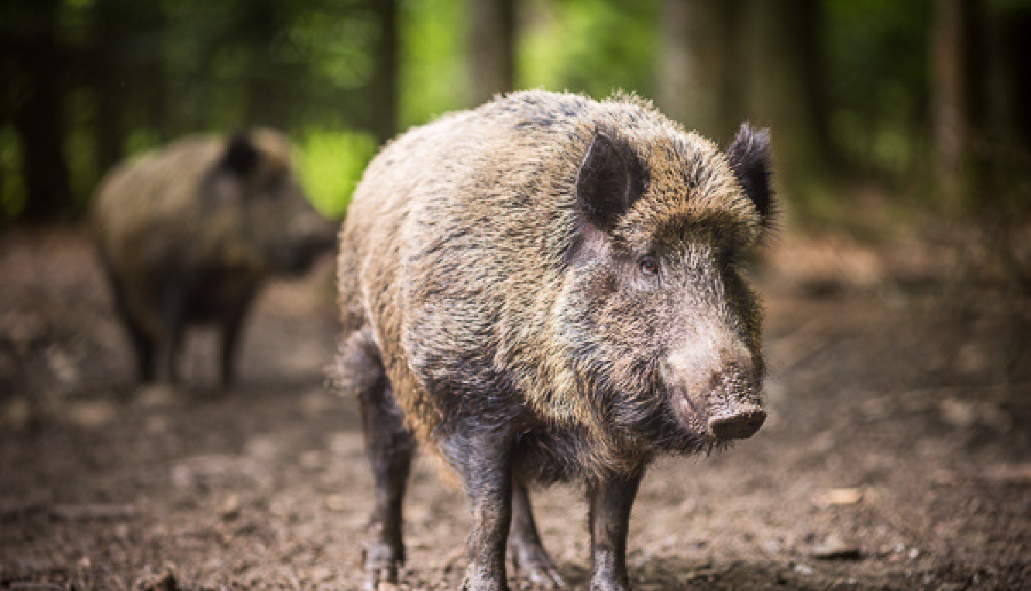 Grozīta Āfrikas cūku mēra riska zonu teritorija