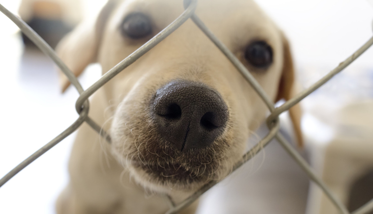 Suņa apzīmēšana un reģistrācija veicama līdz četru mēnešu vecumam vai agrāk, ja suns tiek atsavināts pastāvīgai turēšanai ārzemēs
