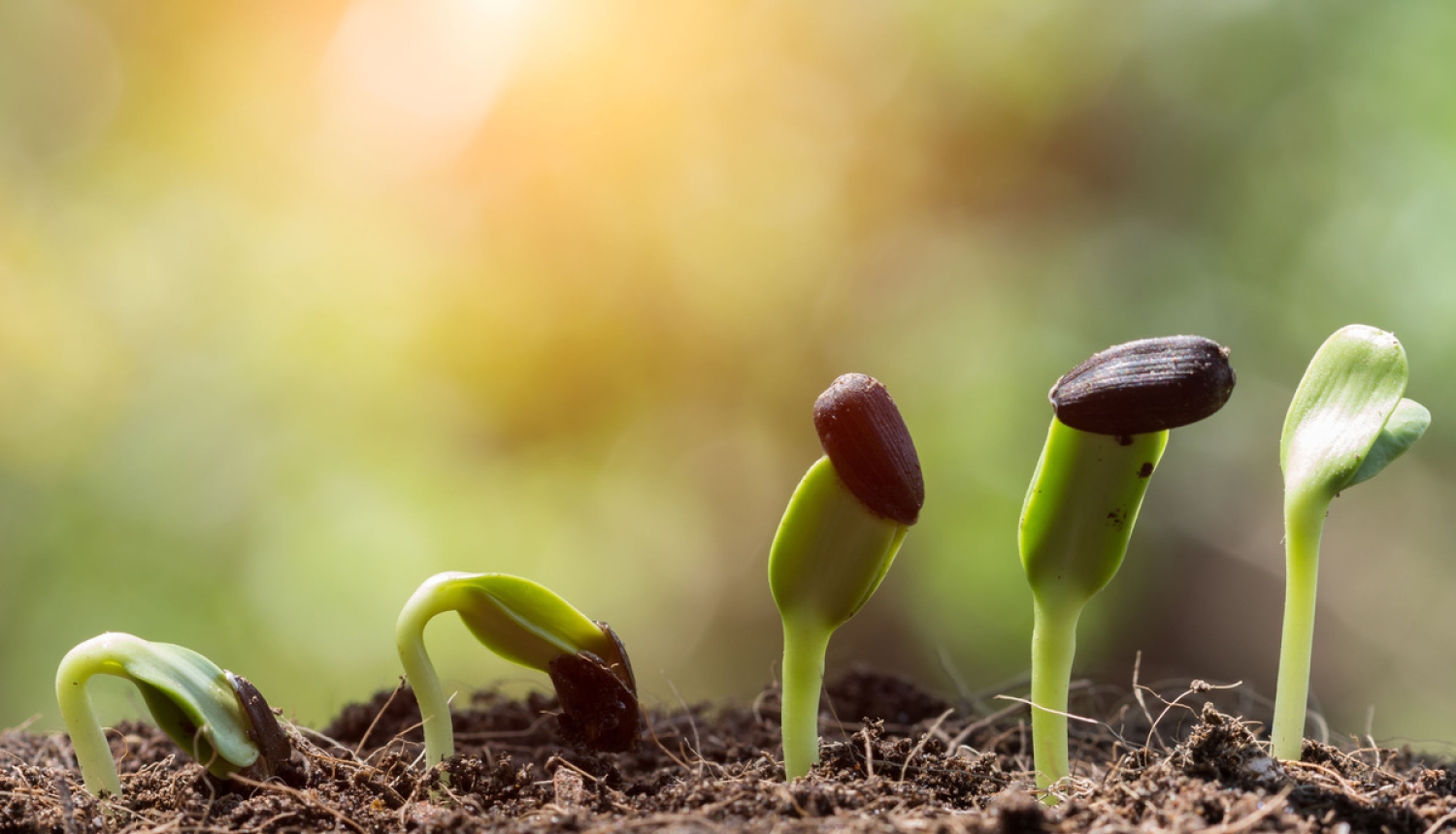 Samazinot administratīvo slogu, turpmāk sēklas varēs sertificēt uz diviem gadiem