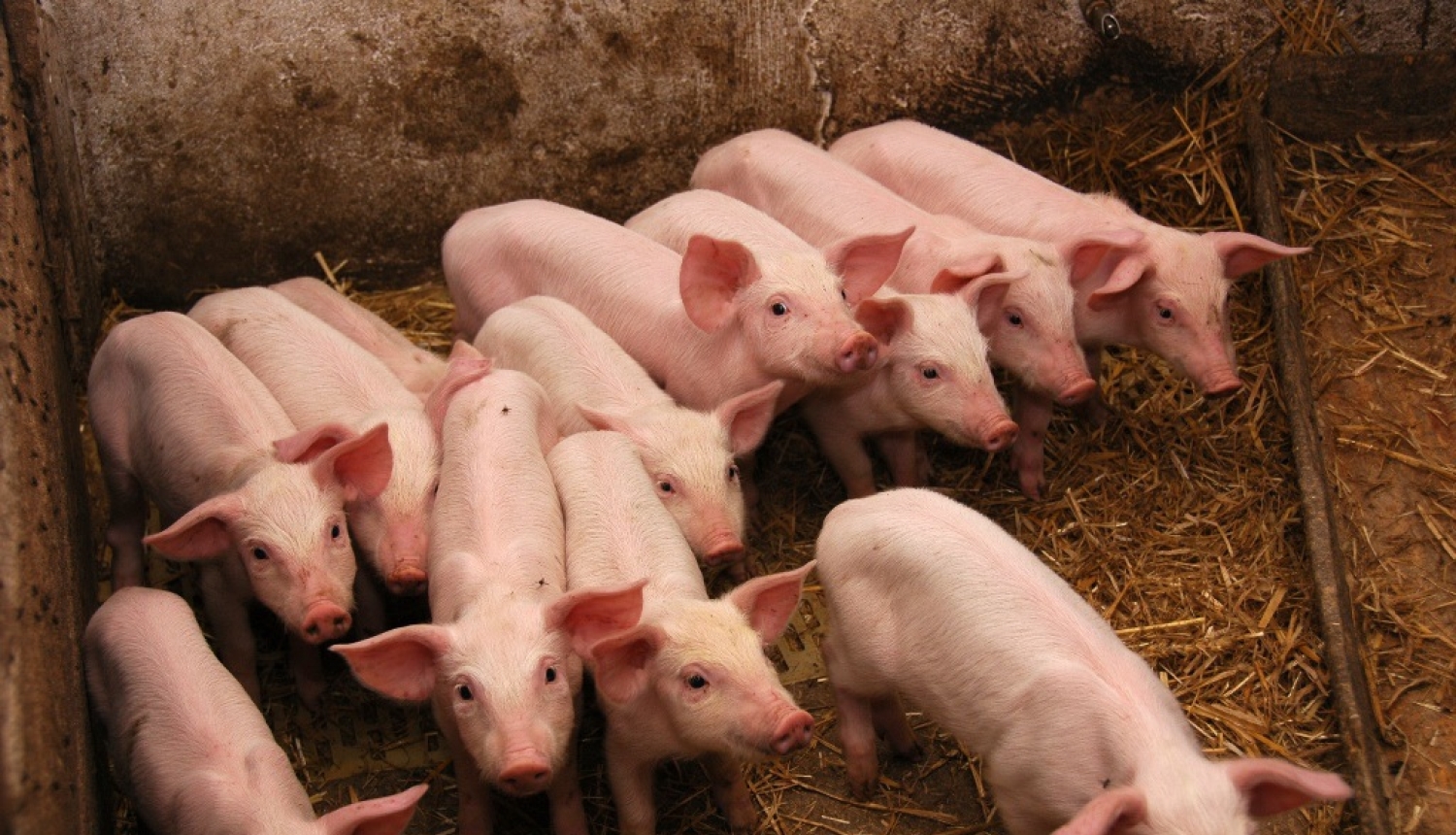 Valsts atbalstu varēs saņemt arī Covid-19 ietekmētie lauksaimnieki cūkkopības sektorā