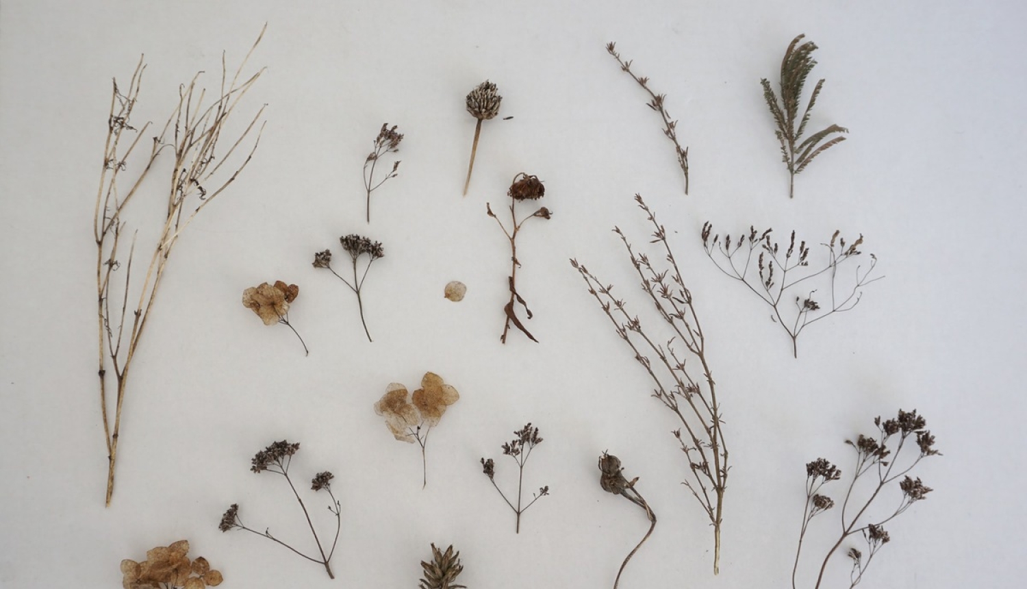 Latvijas Dabas muzejs kļūs par nacionālas nozīmes muzeju