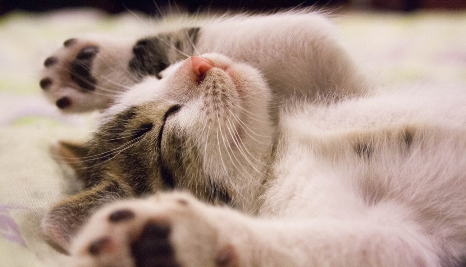 Informācija par papildinājumiem mājas (istabas) dzīvnieku trakumsērgas vakcinācijas reģistrācijas procesā