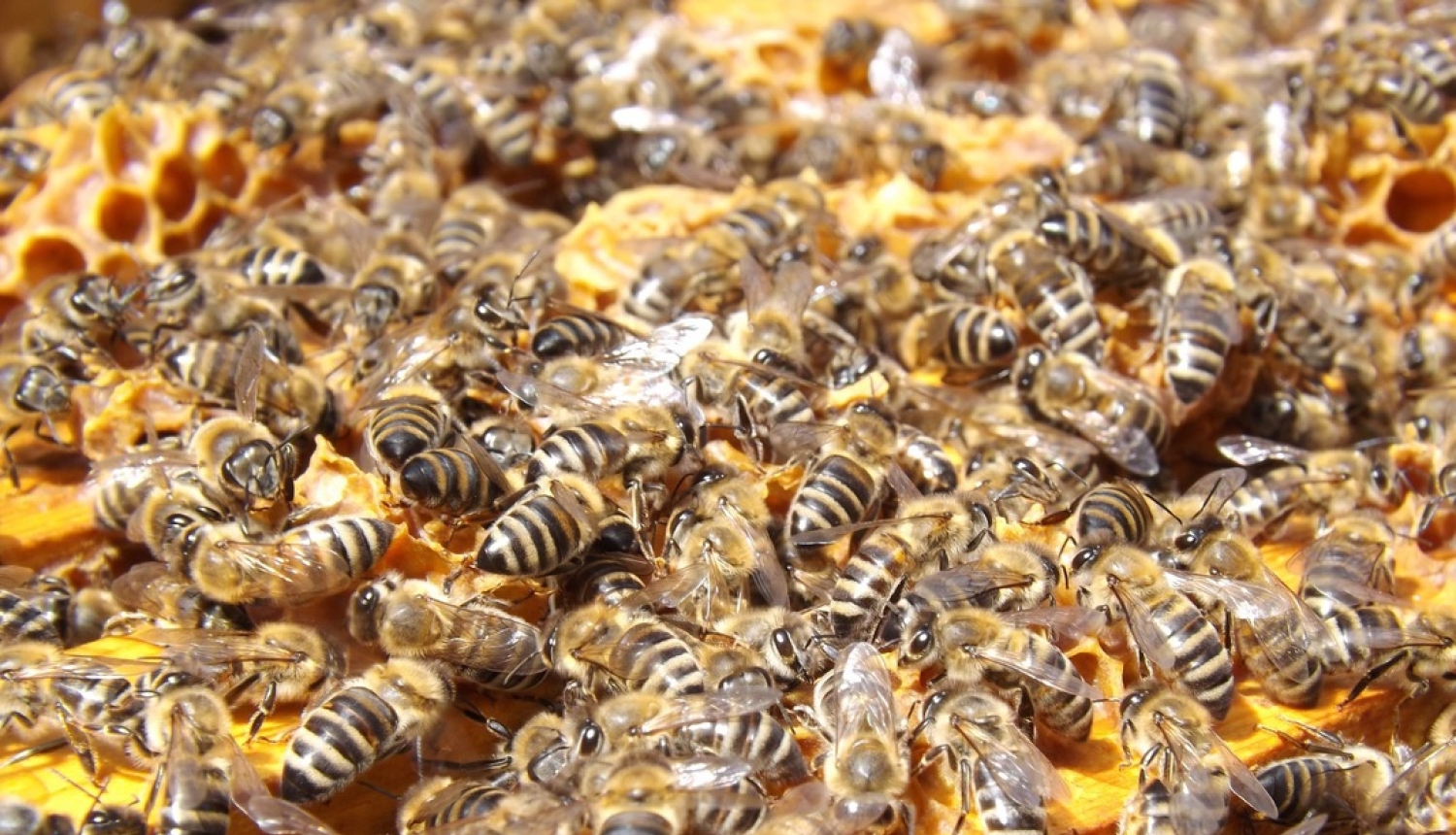 Lauksaimniecības dzīvnieku īpašniekiem kompensēs zaudējumus, kas radušies infekcijas slimību uzliesmojumu apkarošanas laikā