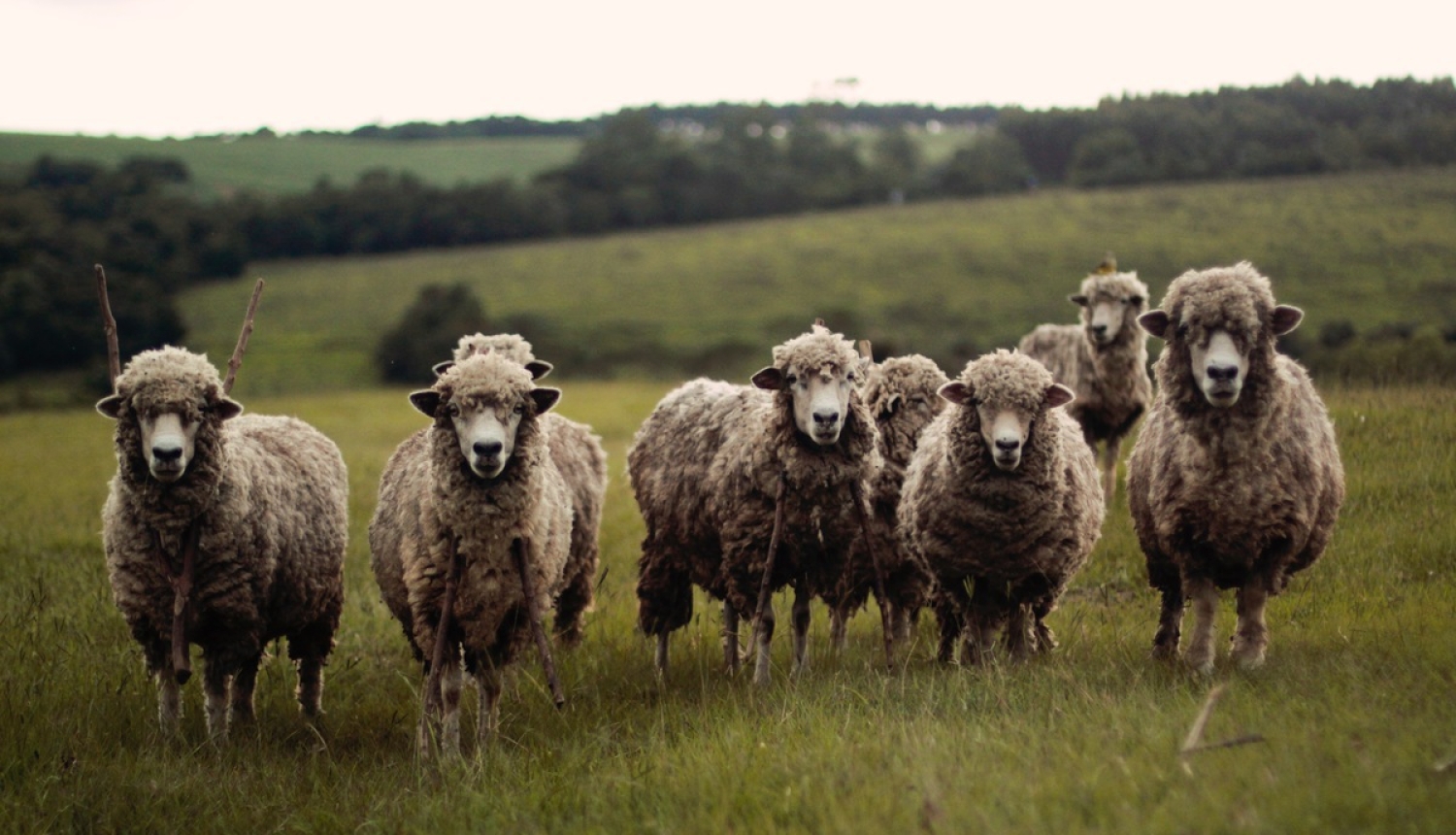 Apstiprinātas prasības lauksaimniecības dzīvnieku ciltsdarba speciālistiem