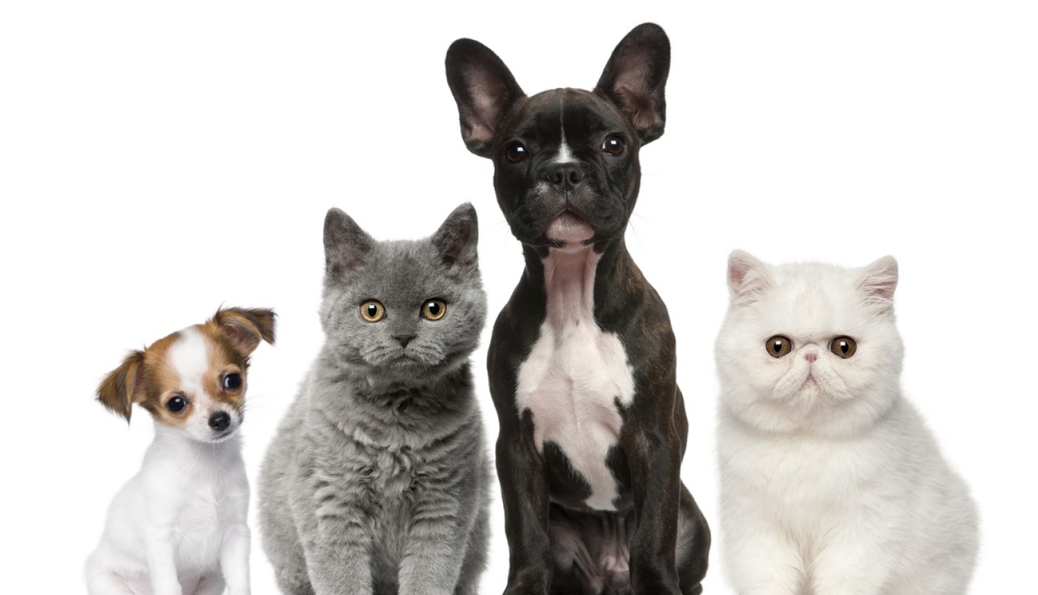 Apstiprināti jauni noteikumi par mājdzīvnieku audzētāju organizāciju reģistrēšanu