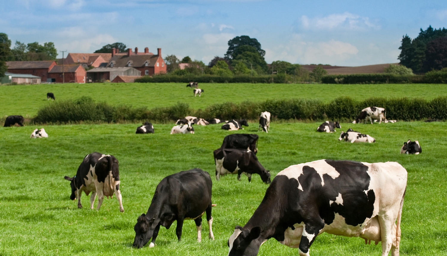 Precizēti noteikumi par lauksaimniecības un akvakultūras dzīvnieku un ganāmpulku apzīmēšanu un reģistrēšanu
