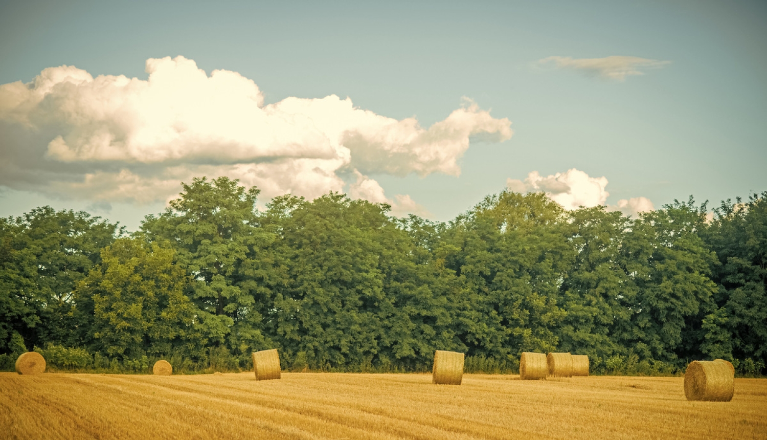 Krīzes vadības padome lielo pavasara sausumu atzīst par valsts mēroga dabas katastrofu