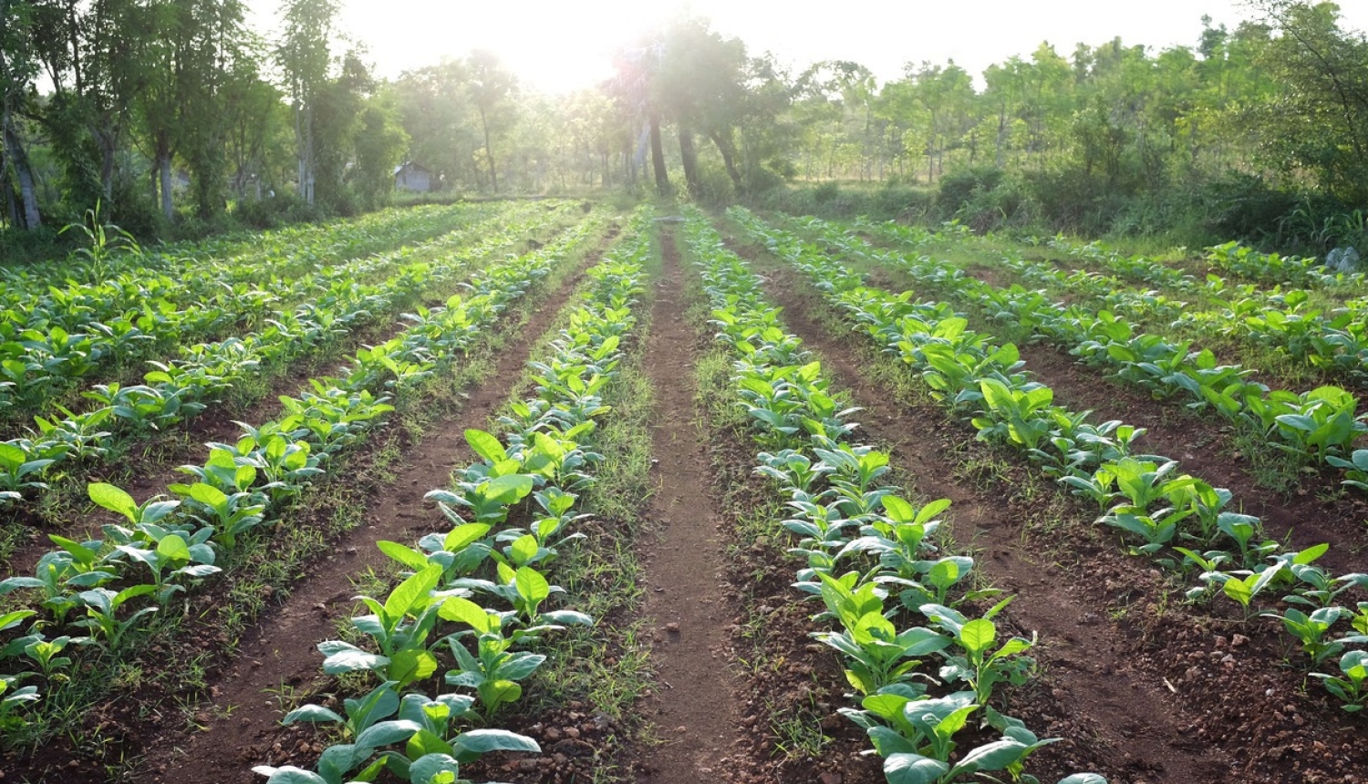 Precizēta bioloģiskās lauksaimniecības uzraudzības un kontroles kārtība
