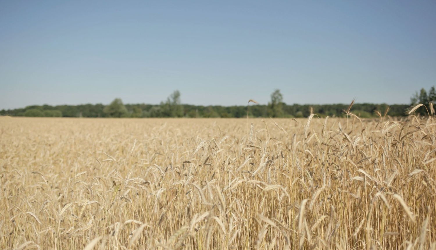 Kaspars Gerhards: Kopīgajā lauksaimniecības tirgū jānodrošina līdzvērtīgi nosacījumi