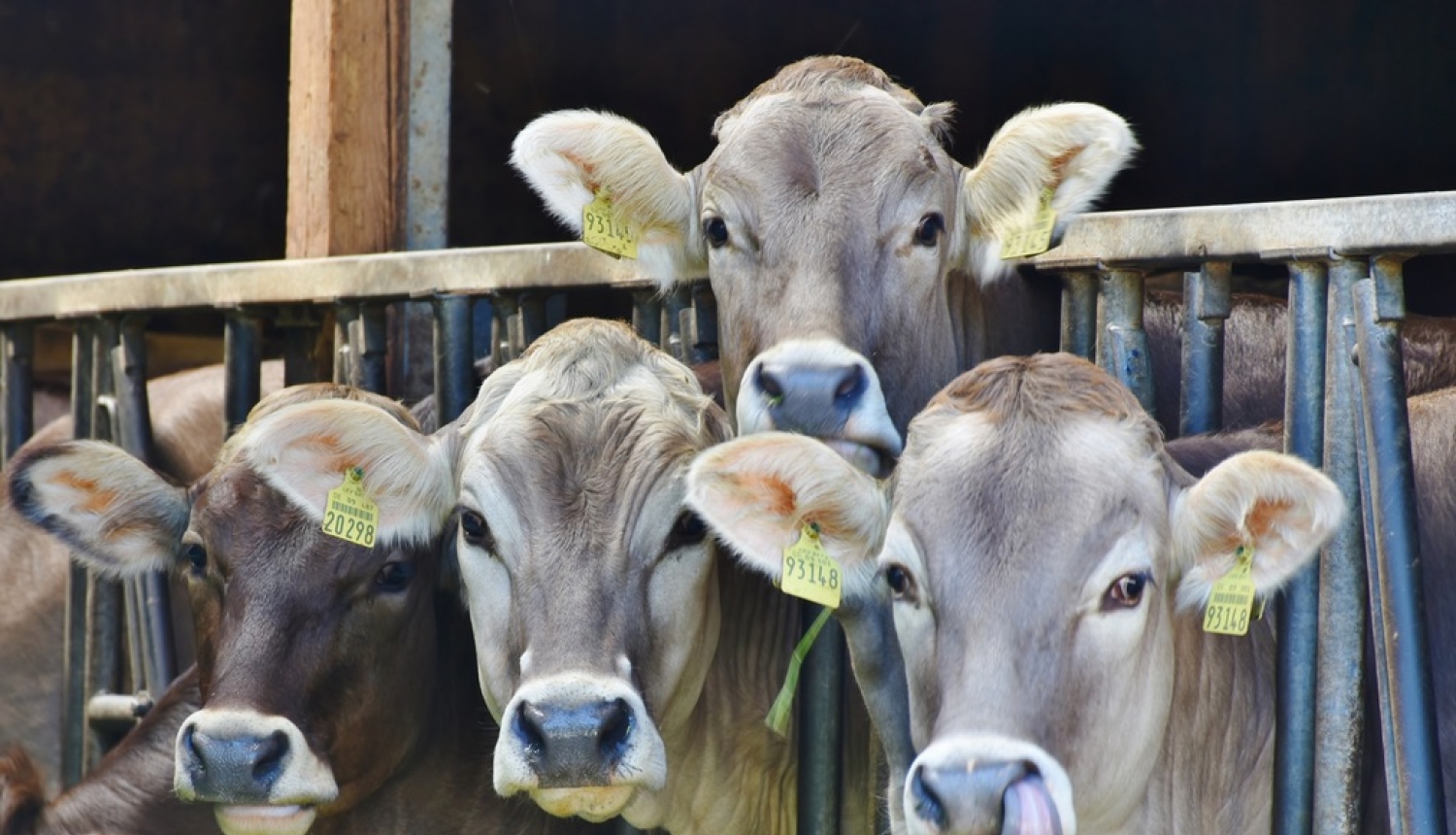 Jauni noteikumi arī slaucamo govju un slaucamo kazu pārraudzībai un snieguma pārbaudei