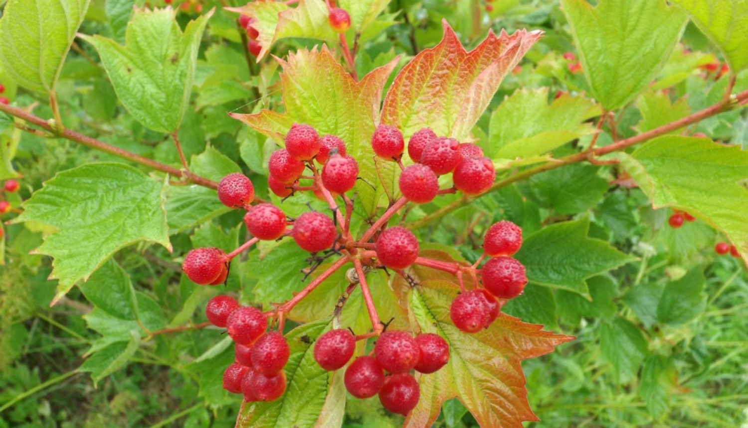 Papildināti lauksaimniecības produktu integrētās audzēšanas noteikumi