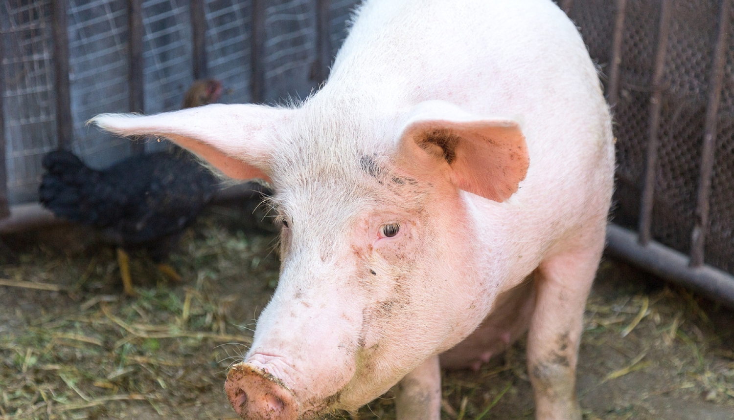 Veiktas izmaiņas Āfrikas cūku mēra riska zonu teritorijā