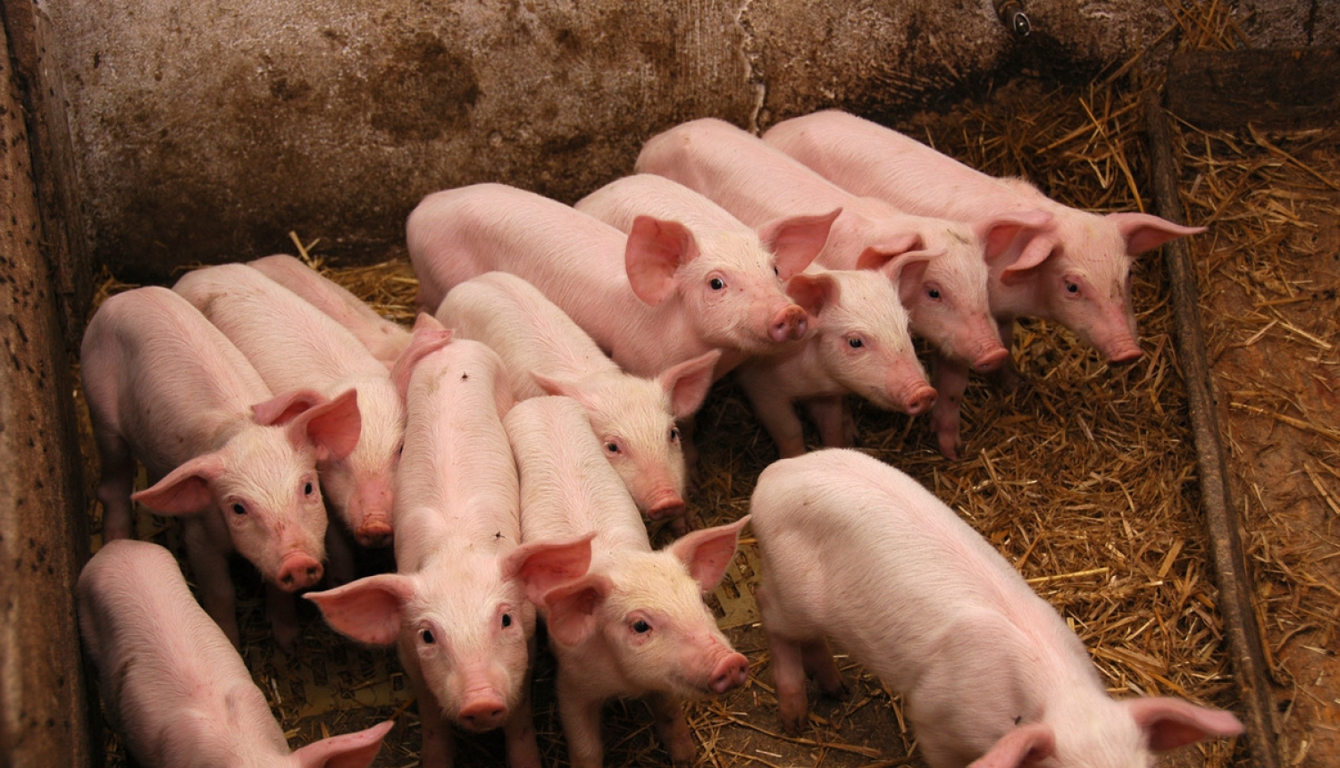 Paredz finanšu līdzekļus Āfrikas cūku mēra uzraudzības un izplatības ierobežošanas nodrošināšanai